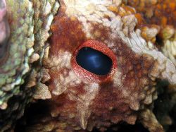 An Eye Of An Octapus. Taken By Canon A640 By Christopher ... by Christopher Cocks 